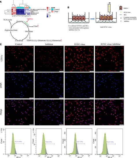 Frontiers H N Influenza Virus Infected Nasal Mucosal Epithelial