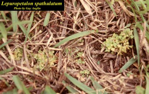 Lepuropetalon Spathulatum Photos Isb Atlas Of Florida Plants Isb