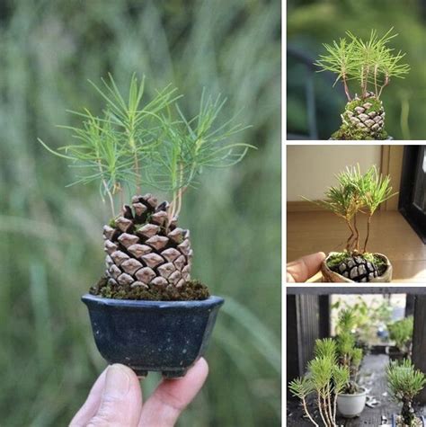 Turning A Pine Cone Into A Tree