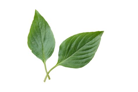 Basil Leaf Png Transparent Images Free Download Vector Files Pngtree