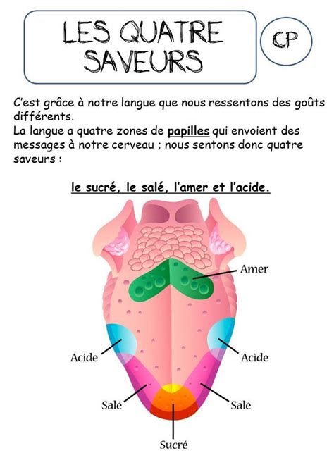 French Five Senses Vocabulary Sense Of Taste Les Cinq Sens Le Goût