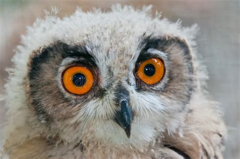 Owl close up eyes stock photo. Image of predatory, brown - 20603186