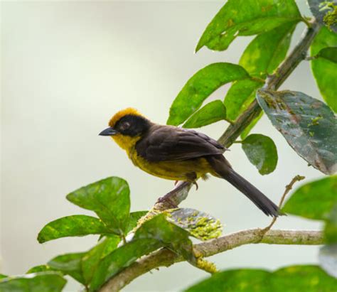 Tricolored Brushfinch Choco Owen Deutsch Photography