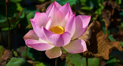 Lotus Flower – Meaning, Symbolism and Colors