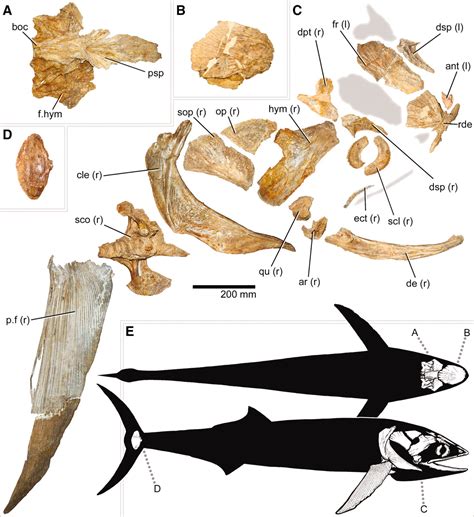 Species New To Science Palaeontology • 2010 Bonnerichthys Gladius