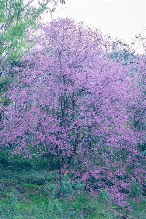 Prunus cerasoides flowers on the tree 1415884 Stock Photo at Vecteezy