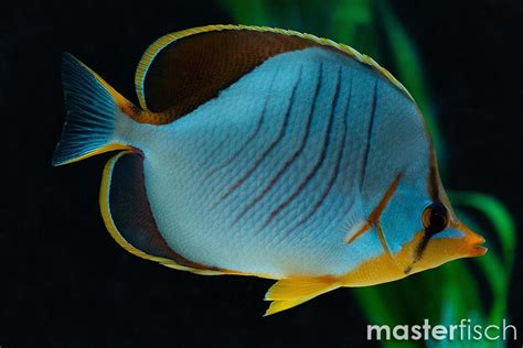 Yellowhead Butterflyfish - Chaetodon xanthocephalus | MasterFisch