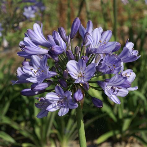 Plantes Vivaces Agapanthus Praecox Subsp Orientalis Mount Thomas