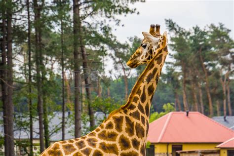 Closeup of a Nubian giraffe, Sub specie of the northern giraffe ...