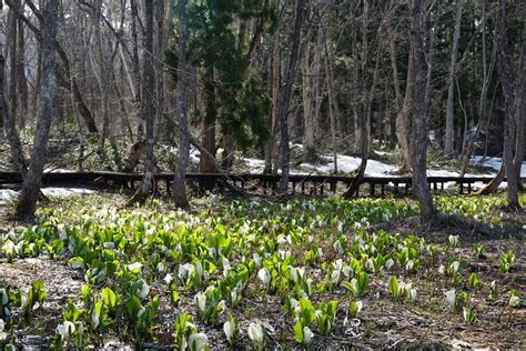 お知らせ・スタッフブログ 落倉自然園の水芭蕉白馬ハイランドホテル【公式】白馬姫川温泉