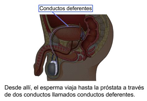 PatEdu APE Cribado del cáncer de próstata