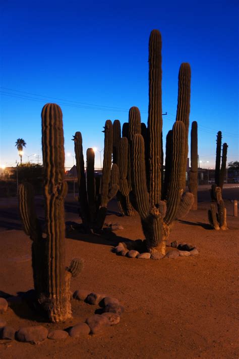 Hermosillo, sonora... Desierto en la ciudad. | Sonora, Islas, Ciudades