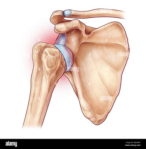 Articulaci N Glenohumeral Fotograf As E Im Genes De Alta Resoluci N Alamy