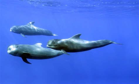 Tenerife Whale Watching • Sustainable Tourism & Excursions