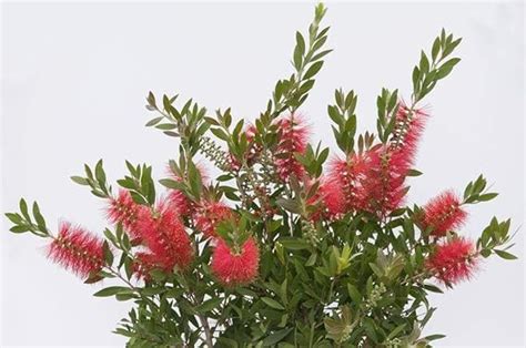 Callistemon Citrinus Splendens Crimson Bottlebrush Plant In 9 Cm Pot