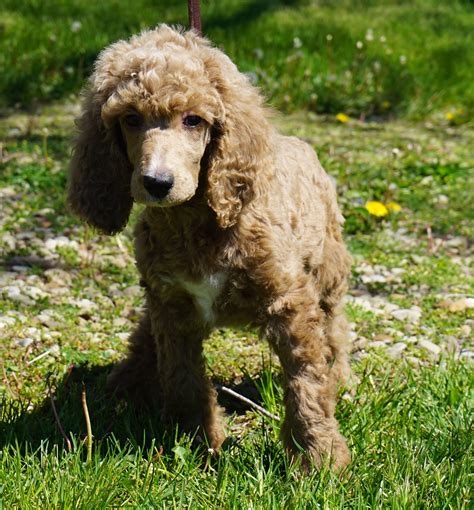 Sunflower Female Silver Beige Standard Poodle Mans Best Friend