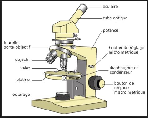 Utiliser Un Microscope