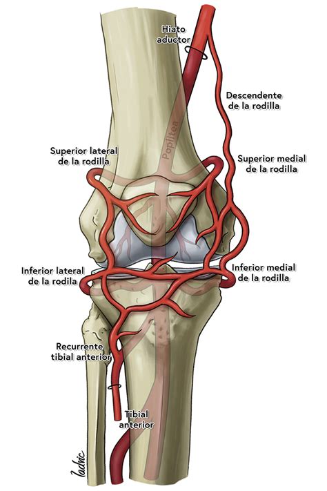 Joint Vascular Supply Behance