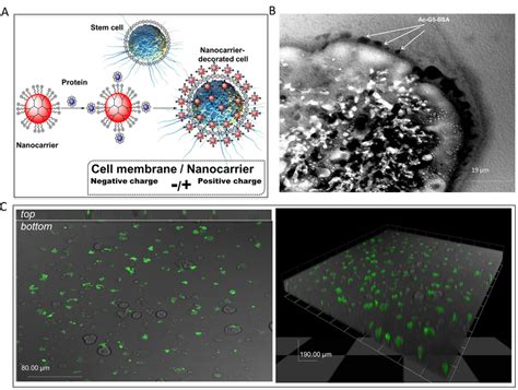 Coating Cell Surface With Nanocarriers A Schematic Illustration For