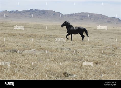 wild horse running Stock Photo - Alamy