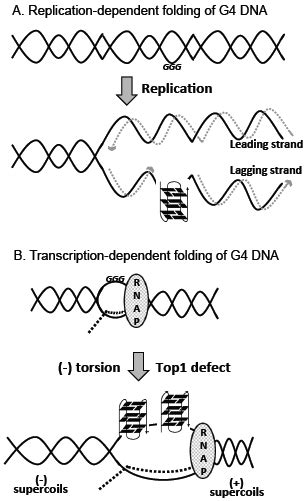 Mechanism Of In Vivo G Dna Formation A The Dna Strand Separation