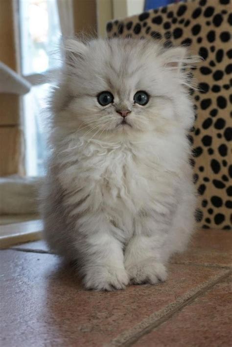 Cat Breeds Adorable Cute Cat Pictures - Pets Lovers