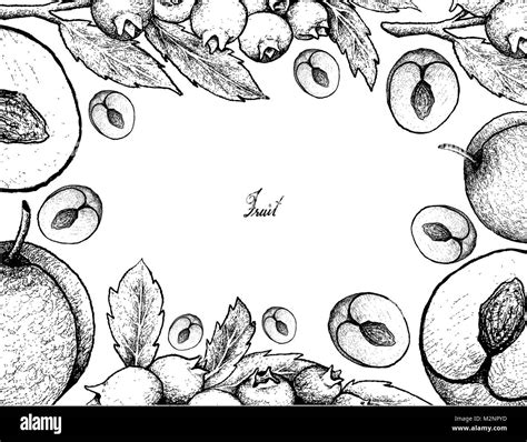 Fresh Fruits Illustration Frame Of Hand Drawn Sketch Of Fresh Plum And Blueberry Fruits