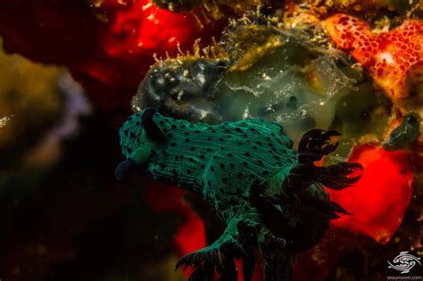 Nembrotha Milleri Nudibranch Facts And Photographs • Seaunseen