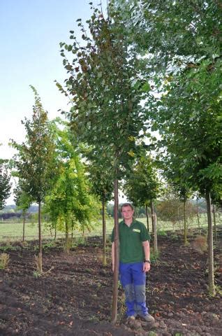 Tilia cordata Greenspire Lípa Starkl zahradník spol s r o STROMY