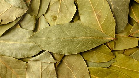 The Easy Way To Check If Bay Leaves Are Fresh Enough To Bother Using