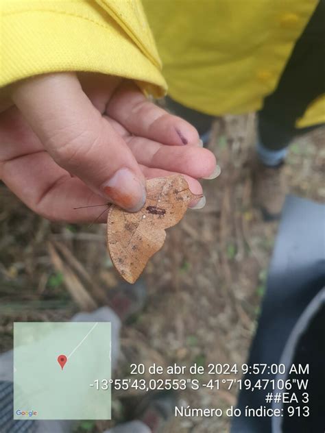 Angled Leafwing from Contendas do Sincorá Bahia Brazil on April 20