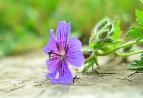 Kostenlose Foto Natur Bl Hen Fotografie Blume Lila Bl Tenblatt