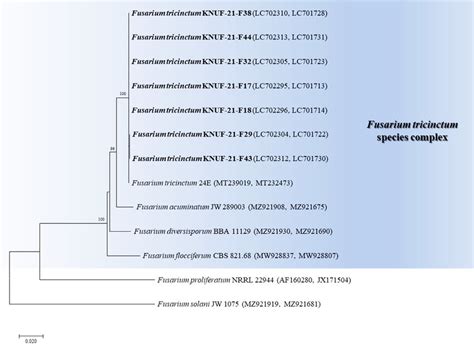 Neighbor Joining Phylogenetic Tree Analysis Based On Fusarium