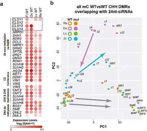 Nature Commun 浙江大学周明课题组合作揭示植物组织特异性dna甲基化模式产生的遗传基础 知乎