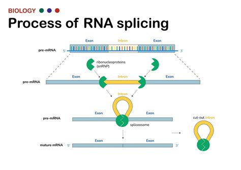 Splicing Rna Processing – Charts | Diagrams | Graphs