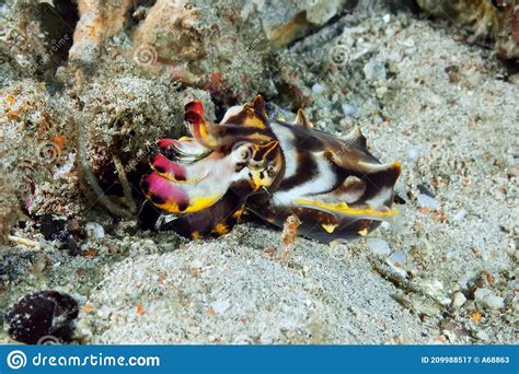 Flamboyant Cuttlefish Metasepia Pfefferi Walking Over The Sand