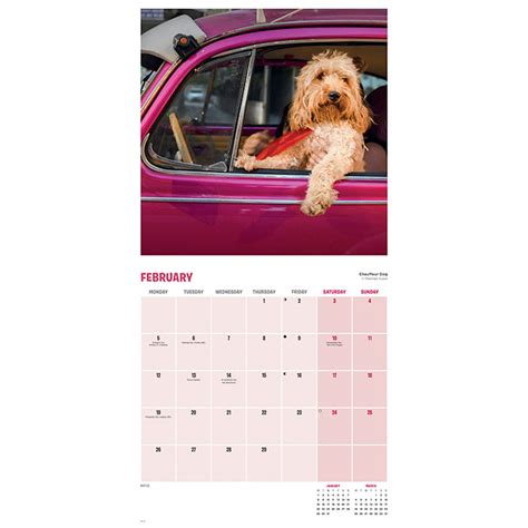 Comedy Pet Photography Awards 2024 Calendar Poppy Shop Uk