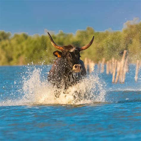 Best Buffalo Charging Stock Photos Pictures And Royalty Free Images Istock