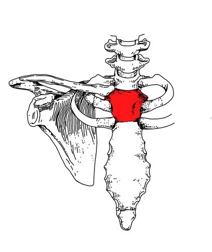 Sternum Rib Clavicle Flashcards Quizlet