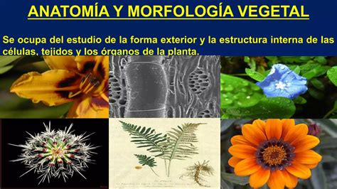 Tema Introduccion Al Estudio De La Anatom A Y Morfolog A Vegetal Ppt