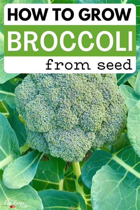 How To Grow Broccoli From Seed