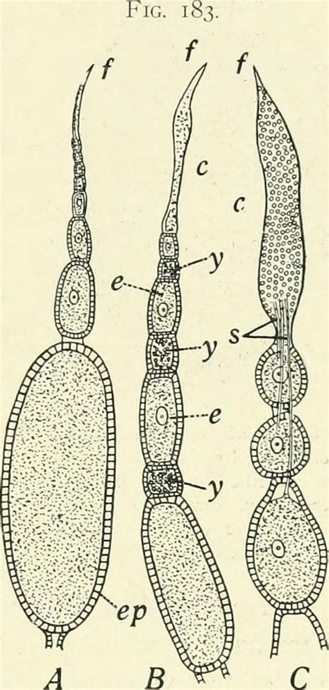 Diagram of Ear Anatomy