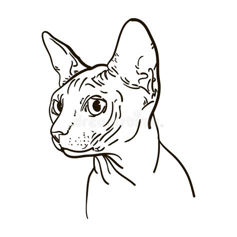 Outline Cat Sphynx Vector Illustration Stock Vector Illustration Of