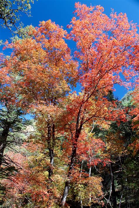 Ramsey Canyon Fall Colors At Ramsey Canyon Preserve Part Flickr