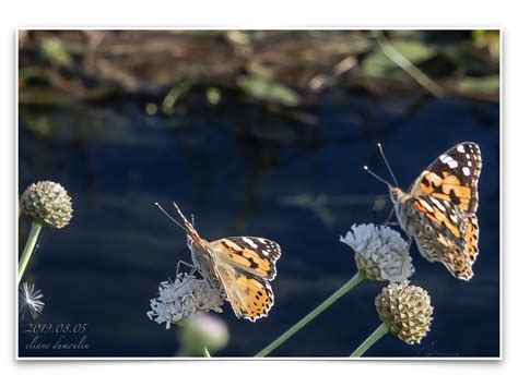 2019 08 05 La Belle Dame Vanessa Cardui 003 Eliane Dumoulin Flickr