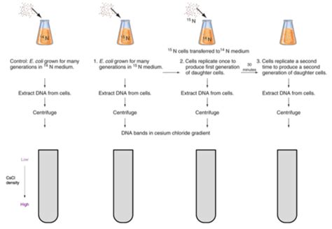 Chapter 11 Dna Replication Flashcards Quizlet