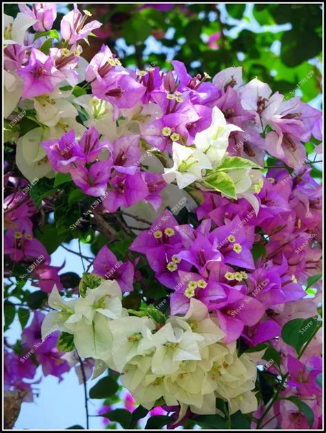 100pcs Bougainvillea Tree Seeds - Pure Bonsai