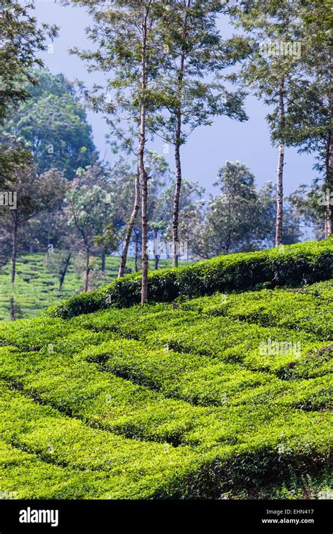 Tea Culture, India Stock Photo - Alamy