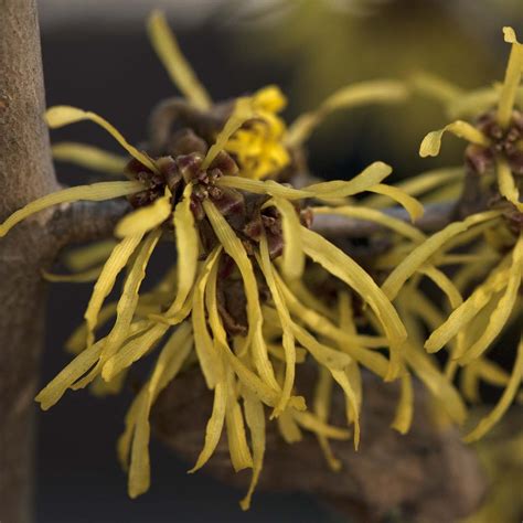 Hamamelis X Intermedia Westerstede Noisetier De Sorcière à Floraison