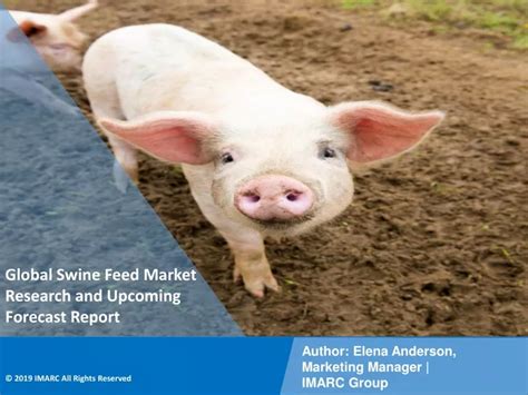 Ppt Ppt Swine Feed Market To Witness Huge Growth During 2021 2026 Powerpoint Presentation